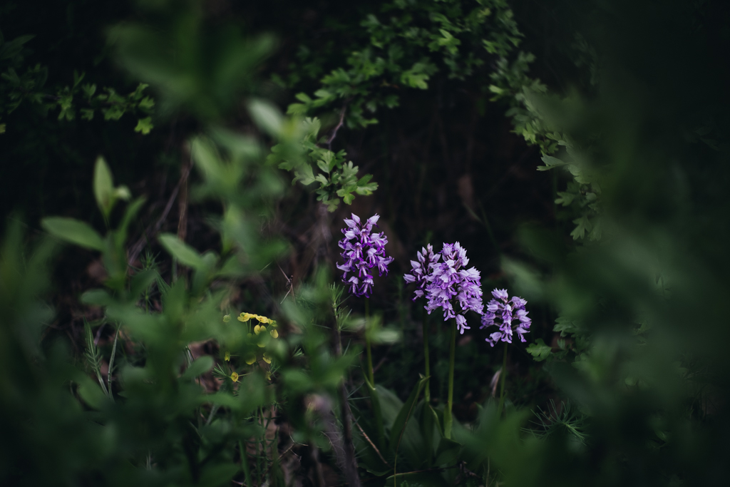 DSCF6903.jpg